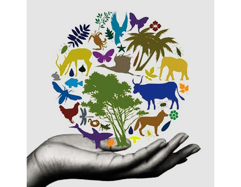 Международный день биологического разнообразия. Биологическое разнообразие. Сохранение биоразнообразия. Защита животных и растений.