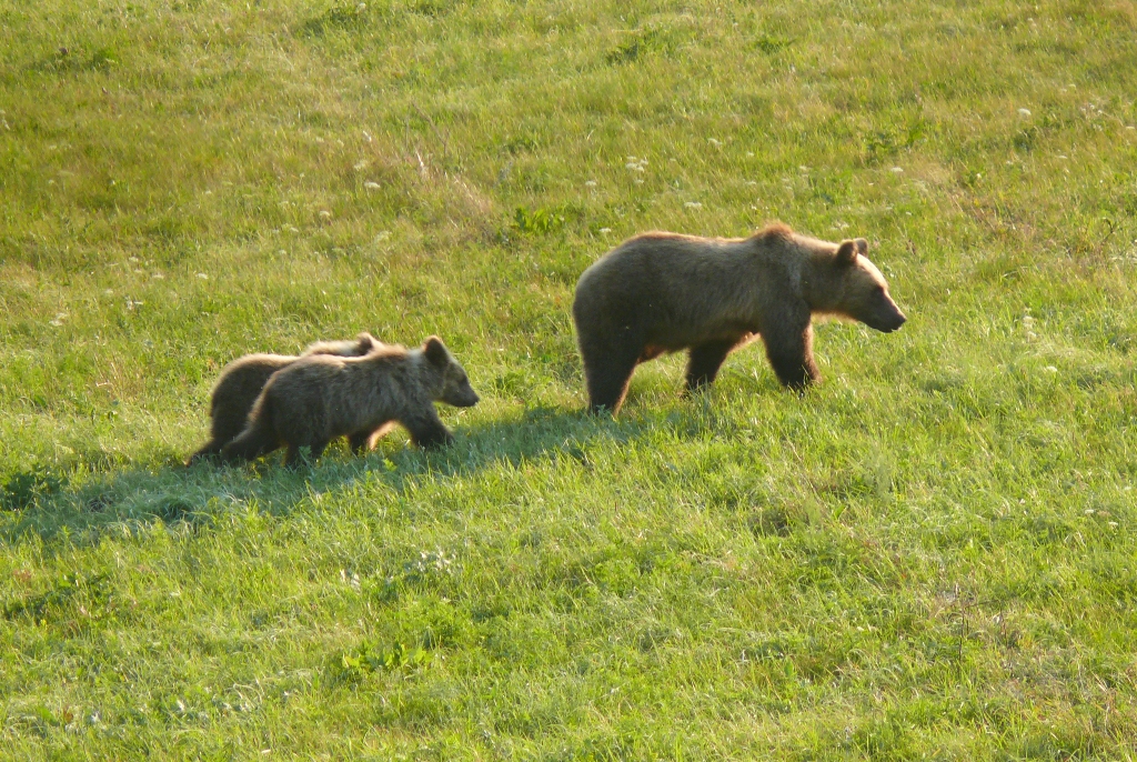 На территории заповедника «Шульган-Таш» необычно велика плотность обитания бурого медведя