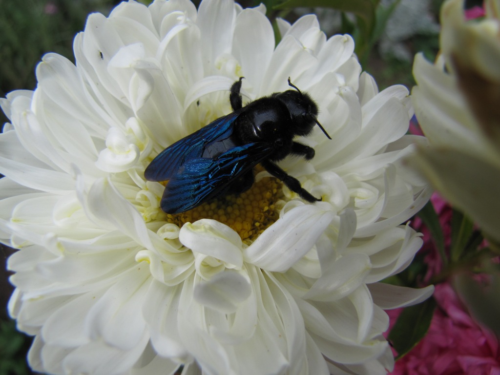 пчела-плотник на садовой астре