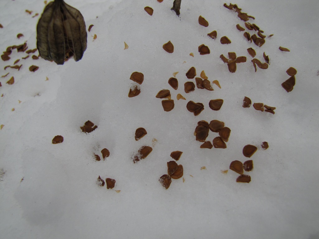 Рассыпанные по снегу семена