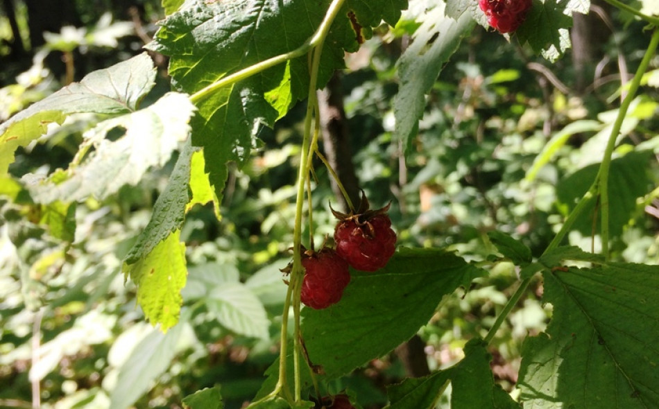 Плодоношение малины. Фото Ю. Васильевой