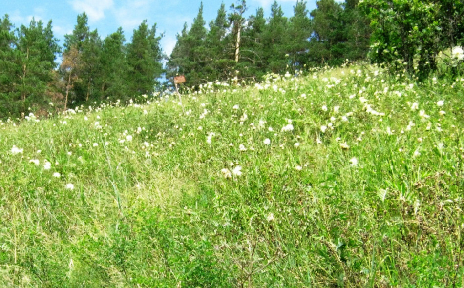 Пробная площадь с ускуном и васильком русским