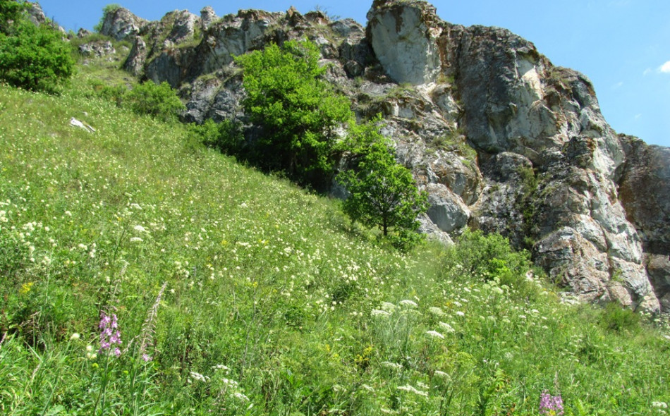 пробная площадь Степь кустарниковая