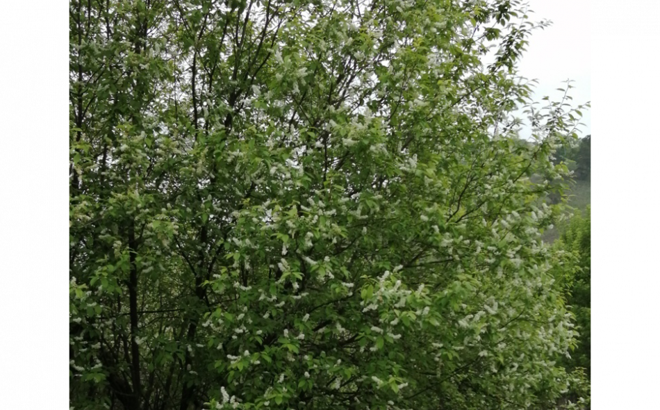 Модельный куст