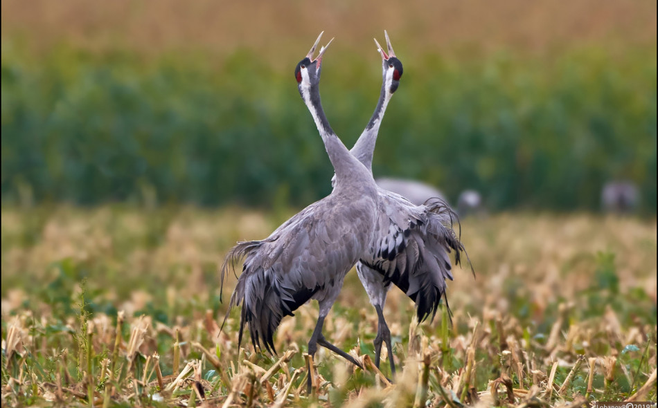 Журавль серый (Grus grus, Grus communis)